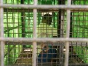 ಚಿರತೆ ಸೆರೆಗೆ ಇಟ್ಟಿದ್ದ, ಬೋನಿಗೆ ರೈತ ಲಾಕ್ – ಸ್ಥಳೀಯರಿಂದ ರಕ್ಷಣೆ