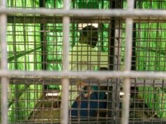 ಚಿರತೆ ಸೆರೆಗೆ ಇಟ್ಟಿದ್ದ, ಬೋನಿಗೆ ರೈತ ಲಾಕ್ – ಸ್ಥಳೀಯರಿಂದ ರಕ್ಷಣೆ