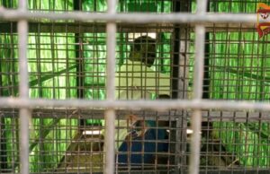 ಚಿರತೆ ಸೆರೆಗೆ ಇಟ್ಟಿದ್ದ, ಬೋನಿಗೆ ರೈತ ಲಾಕ್ – ಸ್ಥಳೀಯರಿಂದ ರಕ್ಷಣೆ