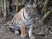 ಅನಾರೋಗ್ಯದಿಂದ ಬಳಲುತ್ತಿದ್ದ, ಐದು ವರ್ಷದ ತಾಯಮ್ಮ ಹುಲಿ ಸಾವು..!