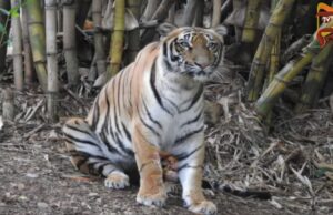 ಅನಾರೋಗ್ಯದಿಂದ ಬಳಲುತ್ತಿದ್ದ, ಐದು ವರ್ಷದ ತಾಯಮ್ಮ ಹುಲಿ ಸಾವು..!