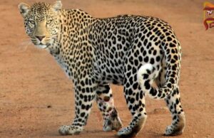 ನಂದಿಬೆಟ್ಟ, ಸ್ಕಂದಗಿರಿ ಟ್ರೆಕಿಂಗ್, ಪಿಕ್ನಿಕ್ ಹೋಗೋ ಮುಂಚೆ ಎಚ್ಚರ..!