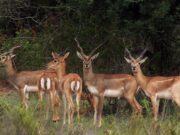 ಕೃಷ್ಣಮೃಗ ಬೇಟೆ ಪ್ರಕರಣ; 7 ದಿನದೊಳಗೆ ವರದಿ ಸಲ್ಲಿಸುವಂತೆ – ಸಚಿವ ಖಂಡ್ರೆ ಸೂಚನೆ..!