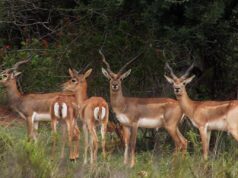 ಕೃಷ್ಣಮೃಗ ಬೇಟೆ ಪ್ರಕರಣ; 7 ದಿನದೊಳಗೆ ವರದಿ ಸಲ್ಲಿಸುವಂತೆ – ಸಚಿವ ಖಂಡ್ರೆ ಸೂಚನೆ..!
