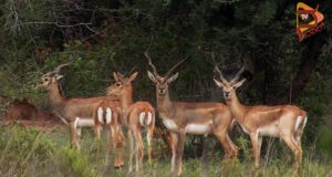 ಕೃಷ್ಣಮೃಗ ಬೇಟೆ ಪ್ರಕರಣ; 7 ದಿನದೊಳಗೆ ವರದಿ ಸಲ್ಲಿಸುವಂತೆ – ಸಚಿವ ಖಂಡ್ರೆ ಸೂಚನೆ..!