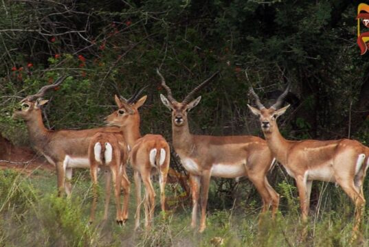 ಕೃಷ್ಣಮೃಗ ಬೇಟೆ ಪ್ರಕರಣ; 7 ದಿನದೊಳಗೆ ವರದಿ ಸಲ್ಲಿಸುವಂತೆ – ಸಚಿವ ಖಂಡ್ರೆ ಸೂಚನೆ..!