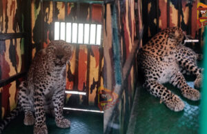 ರೈತರ ನಿದ್ದೆಗೆಡಿಸಿದ್ದ ಚಿರತೆ ಸೆರೆ