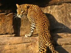 ಪೊಲೀಸರ ಕಣ್ಣಿಗೆ ಬಿದ್ದ ಚಿರತೆ; ಗ್ರಾಮಸ್ಥರಲ್ಲಿ ಆತಂಕ..!