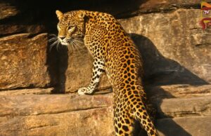 ಪೊಲೀಸರ ಕಣ್ಣಿಗೆ ಬಿದ್ದ ಚಿರತೆ; ಗ್ರಾಮಸ್ಥರಲ್ಲಿ ಆತಂಕ..!