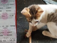 ಮೈಸೂರಿಂದ ಮಡಿಕೇರಿಗೆ ಹೊರಟ ಬಸ್ನಲ್ಲಿ ಬೆಕ್ಕಿನ ಮರಿಗೂ ಟಿಕೆಟ್