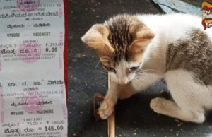 ಮೈಸೂರಿಂದ ಮಡಿಕೇರಿಗೆ ಹೊರಟ ಬಸ್ನಲ್ಲಿ ಬೆಕ್ಕಿನ ಮರಿಗೂ ಟಿಕೆಟ್