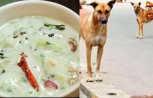 ನಾಯಿ ಕಚ್ಚಿದ್ದ ಎಮ್ಮೆಯ ಹಾಲು ಬಳಸಿ ರಾಯ್ತಾ – ಸೇವಿಸಿದ್ದ ಜನಕ್ಕೆ ರೇಬೀಸ್ ಲಸಿಕೆ