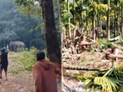 ಒಂದೇ ವರ್ಷದಲ್ಲಿ 704 ಕಡೆ ಆನೆ ದಾಳಿಯಿಂದ ಬೆಳೆ ಹಾನಿ; 23 ಲಕ್ಷ ಹಣ ಪರಿಹಾರ ಬಾಕಿ..!