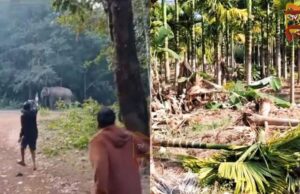 ಒಂದೇ ವರ್ಷದಲ್ಲಿ 704 ಕಡೆ ಆನೆ ದಾಳಿಯಿಂದ ಬೆಳೆ ಹಾನಿ; 23 ಲಕ್ಷ ಹಣ ಪರಿಹಾರ ಬಾಕಿ..!