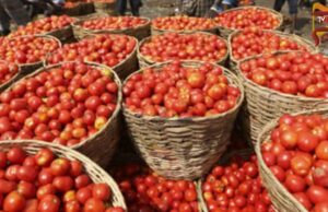 ಮಾರುಕಟ್ಟೆಯಲ್ಲಿ ಸೇಬಿಗಿಂತ ದುಬಾರಿಯಾದ ಟೊಮೆಟೊ..!