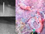 5 ಹುಲಿಗಳು ಪ್ರತ್ಯಕ್ಷ ಪ್ರಕರಣ – ನಿಷೇಧಾಜ್ಞೆ ಜಾರಿ, ಜನರಲ್ಲಿ ಭೀತಿ..!