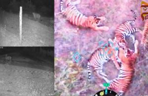 5 ಹುಲಿಗಳು ಪ್ರತ್ಯಕ್ಷ ಪ್ರಕರಣ – ನಿಷೇಧಾಜ್ಞೆ ಜಾರಿ, ಜನರಲ್ಲಿ ಭೀತಿ..!