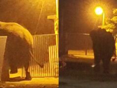 ಇಂದು ಹಿರೇಕೆರೂರು ಪಟ್ಟಣದಲ್ಲಿ ಕಾಣಿಸಿಕೊಂಡ ಕಾಡಾನೆ