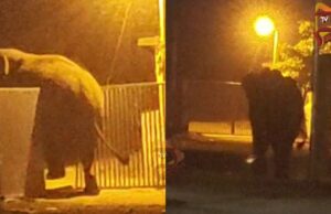 ಇಂದು ಹಿರೇಕೆರೂರು ಪಟ್ಟಣದಲ್ಲಿ ಕಾಣಿಸಿಕೊಂಡ ಕಾಡಾನೆ