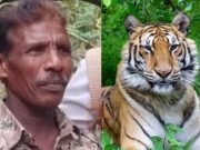 ಬಂಡೀಪುರ; ಹುಲಿ ದಾಳಿಗೆ ಅರಣ್ಯ ಇಲಾಖೆ ಸಿಬ್ಬಂದಿ ಬಲಿ