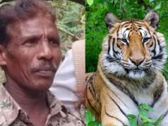 ಬಂಡೀಪುರ; ಹುಲಿ ದಾಳಿಗೆ ಅರಣ್ಯ ಇಲಾಖೆ ಸಿಬ್ಬಂದಿ ಬಲಿ