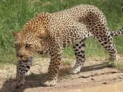 ಚಿರತೆ ದಾಳಿಗೆ ಹಸು ಸಾವು – ಅರಣ್ಯ ಇಲಾಖೆ ವಿರುದ್ಧ ಗ್ರಾಮಸ್ಥರ ಆಕ್ರೋಶ