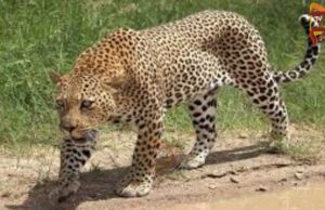 ಚಿರತೆ ದಾಳಿಗೆ ಹಸು ಸಾವು – ಅರಣ್ಯ ಇಲಾಖೆ ವಿರುದ್ಧ ಗ್ರಾಮಸ್ಥರ ಆಕ್ರೋಶ