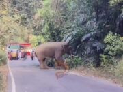 ಚಾರ್ಮಾಡಿ ಘಾಟಿಯಲ್ಲಿ ಒಂಟಿ ಸಲಗ ಪ್ರತ್ಯಕ್ಷ – ಟ್ರಾಫಿಕ್ ಜಾಮ್