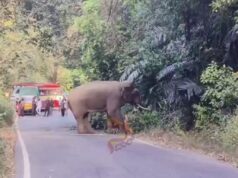 ಚಾರ್ಮಾಡಿ ಘಾಟಿಯಲ್ಲಿ ಒಂಟಿ ಸಲಗ ಪ್ರತ್ಯಕ್ಷ – ಟ್ರಾಫಿಕ್ ಜಾಮ್