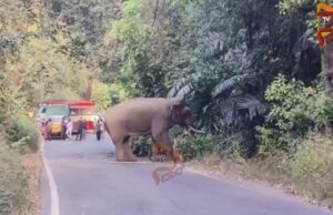 ಚಾರ್ಮಾಡಿ ಘಾಟಿಯಲ್ಲಿ ಒಂಟಿ ಸಲಗ ಪ್ರತ್ಯಕ್ಷ – ಟ್ರಾಫಿಕ್ ಜಾಮ್