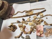 ನಿಧಿ ಪತ್ತೆ ಪ್ರಕರಣ – ಐತಿಹಾಸಿಕ ಲಕ್ಕುಂಡಿಯಲ್ಲಿ ಉತ್ಖನನಕ್ಕೆ ಮುಂದಾದ ಸರ್ಕಾರ