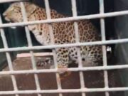 ಅರಣ್ಯ ಇಲಾಖೆ ಬೋನಿಗೆ ಬಿದ್ದ ಹೆಣ್ಣು ಚಿರತೆ – ನಿಟ್ಟುಸಿರು ಬಿಟ್ಟ ಗ್ರಾಮಸ್ಥರು