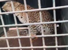 ಅರಣ್ಯ ಇಲಾಖೆ ಬೋನಿಗೆ ಬಿದ್ದ ಹೆಣ್ಣು ಚಿರತೆ – ನಿಟ್ಟುಸಿರು ಬಿಟ್ಟ ಗ್ರಾಮಸ್ಥರು