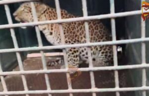 ಅರಣ್ಯ ಇಲಾಖೆ ಬೋನಿಗೆ ಬಿದ್ದ ಹೆಣ್ಣು ಚಿರತೆ – ನಿಟ್ಟುಸಿರು ಬಿಟ್ಟ ಗ್ರಾಮಸ್ಥರು