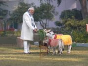ಸಂಕ್ರಾಂತಿಯಂದು ವಿಶ್ವದ ಪುಂಗನೂರು ಹಸುಗಳಿಗೆ ಹುಲ್ಲು – ಪ್ರಧಾನಿ ಮೋದಿ
