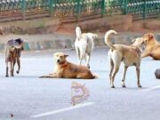 11 ಮಂದಿಗೆ ಹುಚ್ಚು ನಾಯಿ ಕಡಿತ – ಅಧಿಕಾರಿಗಳ ವಿರುದ್ಧ ಜನರ ಆಕ್ರೋಶ..!