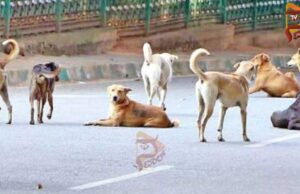 11 ಮಂದಿಗೆ ಹುಚ್ಚು ನಾಯಿ ಕಡಿತ – ಅಧಿಕಾರಿಗಳ ವಿರುದ್ಧ ಜನರ ಆಕ್ರೋಶ..!