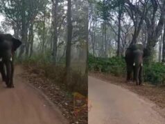 ಶಾಲಾ ಬಸ್ಸನ್ನು ಅಟ್ಟಿಸಿಕೊಂಡು ಬಂದ ಒಂಟಿ ಸಲಗ..!