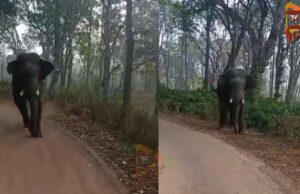 ಶಾಲಾ ಬಸ್ಸನ್ನು ಅಟ್ಟಿಸಿಕೊಂಡು ಬಂದ ಒಂಟಿ ಸಲಗ..!