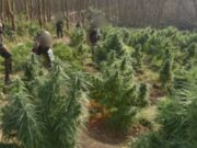 ಅರಣ್ಯ ಭೂಮಿಯಲ್ಲಿ ಬೆಳೆದಿದ್ದ, ಗಾಂಜಾ ಗಿಡಗಳನ್ನು ನಾಶಪಡಿಸಿದ ಭದ್ರತಾ ಪಡೆ..!