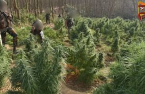 ಅರಣ್ಯ ಭೂಮಿಯಲ್ಲಿ ಬೆಳೆದಿದ್ದ, ಗಾಂಜಾ ಗಿಡಗಳನ್ನು ನಾಶಪಡಿಸಿದ ಭದ್ರತಾ ಪಡೆ..!