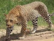 ಮುಂದುವರಿದ ಚಿರತೆ ಹಾವಳಿ – ವ್ಯಕ್ತಿ ಮೇಲೆ ಏಕಾಏಕಿ ದಾಳಿ..!