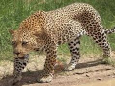 ಮುಂದುವರಿದ ಚಿರತೆ ಹಾವಳಿ – ವ್ಯಕ್ತಿ ಮೇಲೆ ಏಕಾಏಕಿ ದಾಳಿ..!