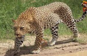 ಮುಂದುವರಿದ ಚಿರತೆ ಹಾವಳಿ – ವ್ಯಕ್ತಿ ಮೇಲೆ ಏಕಾಏಕಿ ದಾಳಿ..!