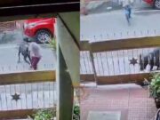 ವಾಕಿಂಗ್ ಮಾಡೋವಾಗ ಏಕಾಏಕಿ ಮಹಿಳೆ ಮೇಲೆ ನಾಯಿ ದಾಳಿ – 50ಕ್ಕೂ ಹೆಚ್ಚು ಹೊಲಿಗೆ..!