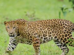 ಬೈಕ್ನಲ್ಲಿ ತೆರಳುತ್ತಿದ್ದ, ದಂಪತಿ ಮೇಲೆ ಚಿರತೆ ದಾಳಿ – ಮೂವರಿಗೆ ಗಾಯ