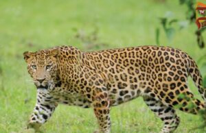 ಬೈಕ್ನಲ್ಲಿ ತೆರಳುತ್ತಿದ್ದ, ದಂಪತಿ ಮೇಲೆ ಚಿರತೆ ದಾಳಿ – ಮೂವರಿಗೆ ಗಾಯ