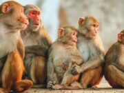 ದೇವರಾಯನದುರ್ಗ ಅರಣ್ಯ ಪ್ರದೇಶದಲ್ಲಿ ಕೋತಿಗಳ ನಿಗೂಢ ಸಾವು..!