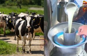 ಚಳಿ ಎಫೆಕ್ಟ್ಗೆ ಮೇವು ತಿನ್ನದ ಹಸುಗಳು – ಹಾಲಿನ ಉತ್ಪಾದನೆ ಇಳಿಕೆ..!