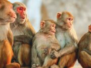 ಇಬ್ಬರಿಗೆ ಕೆಎಫ್ಡಿ ದೃಢ – ಜನರಲ್ಲಿ ಹೆಚ್ಚಿದ ಆತಂಕ..!